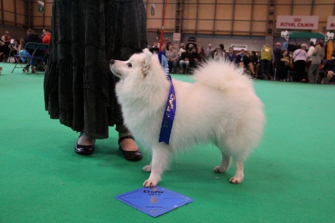 Of Fantasia Lover Land - CRUFTS 2015 ANGLETERRE 