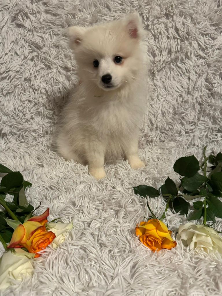 chiot Spitz japonais Of Fantasia Lover Land