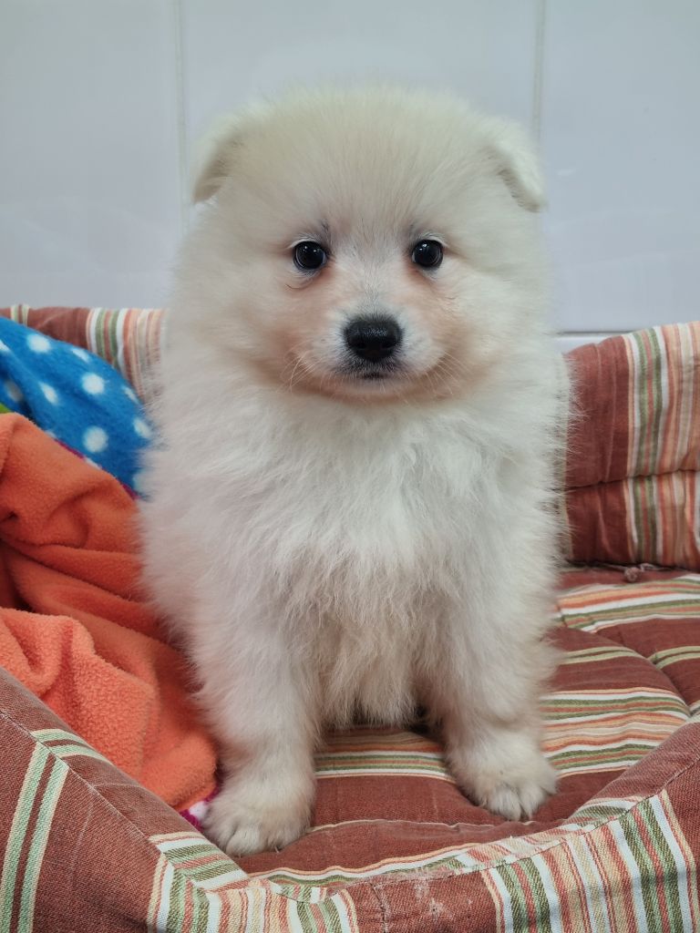 Of Fantasia Lover Land - Chiot disponible  - Spitz japonais