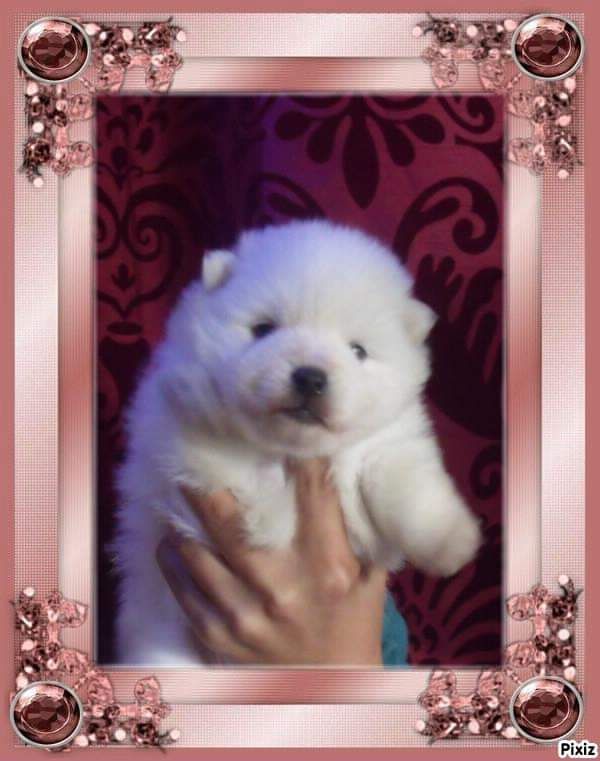 chiot Spitz japonais Of Fantasia Lover Land