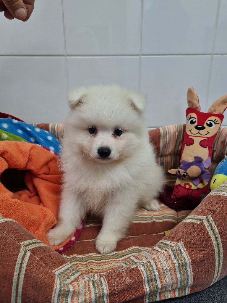 Of Fantasia Lover Land - Chiot disponible  - Spitz japonais