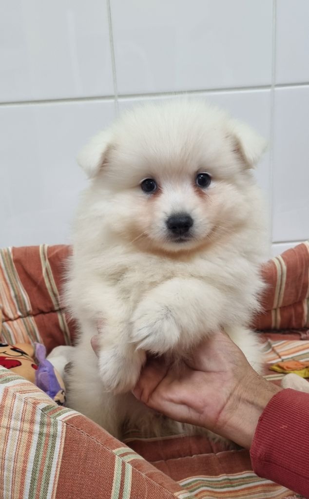 Of Fantasia Lover Land - Chiot disponible  - Spitz japonais