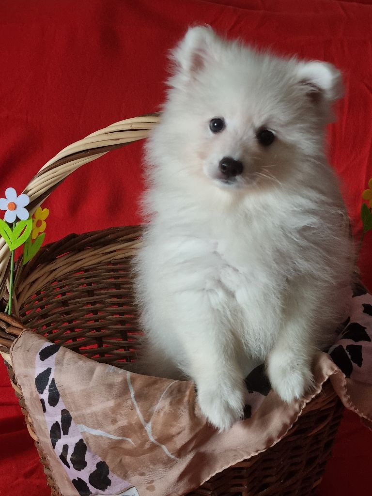 Of Fantasia Lover Land - Chiot disponible  - Spitz japonais