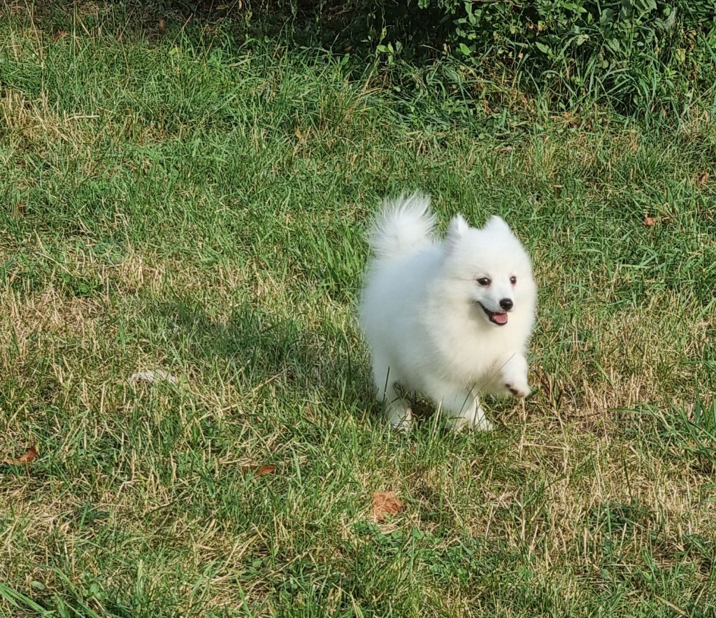 chiot Spitz japonais Of Fantasia Lover Land