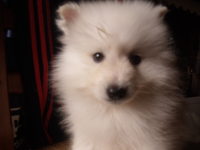 Jun'ichiro ( premier fils pur) the snow bear Of Fantasia Lover Land