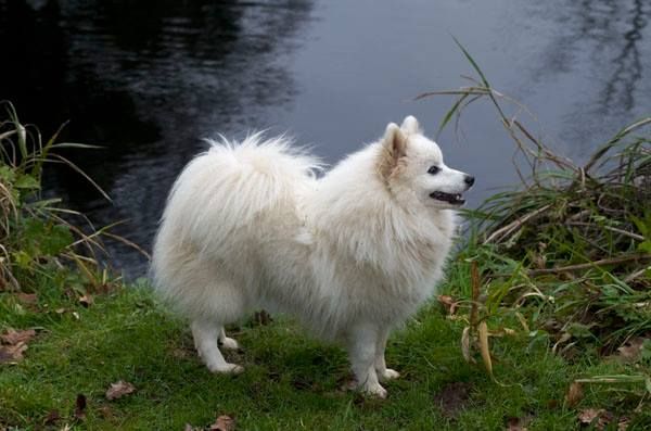 Janna the snow bear Of Fantasia Lover Land