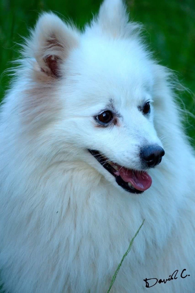 Emiko Of Fantasia Lover Land