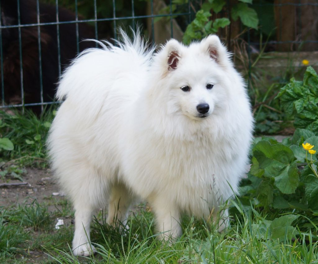 Magique himalaya magic dream Of Fantasia Lover Land