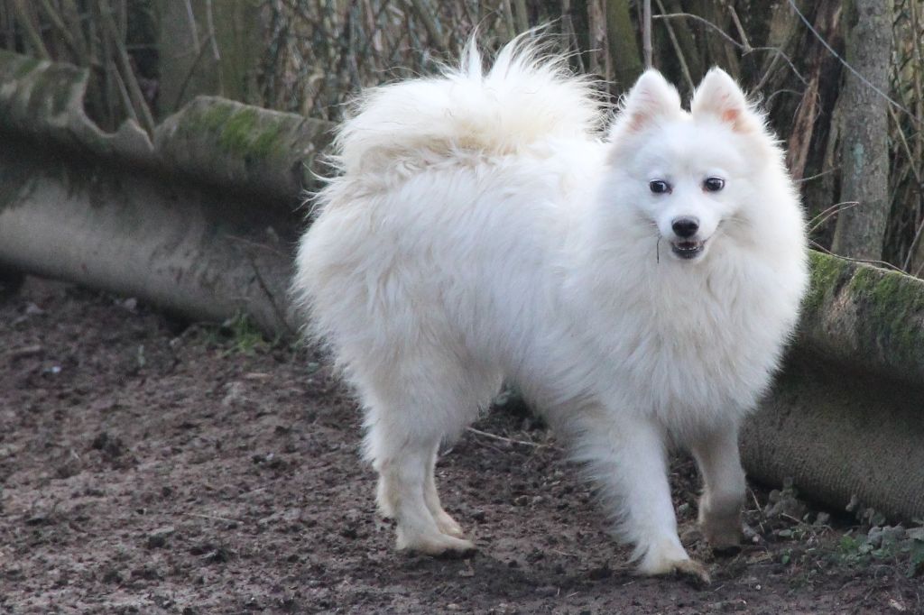 Lovely bisounours mitsuki Of Fantasia Lover Land