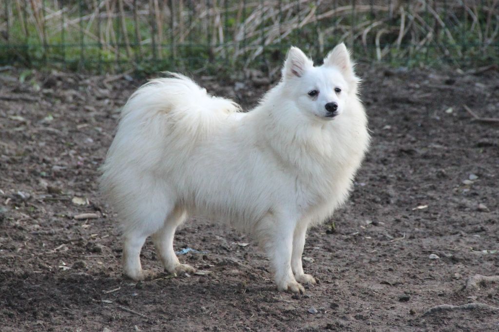 Nepal shimanto nakamura Of Fantasia Lover Land