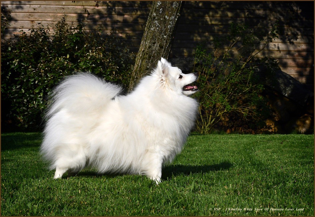 CH. J'kimilou white snow Of Fantasia Lover Land