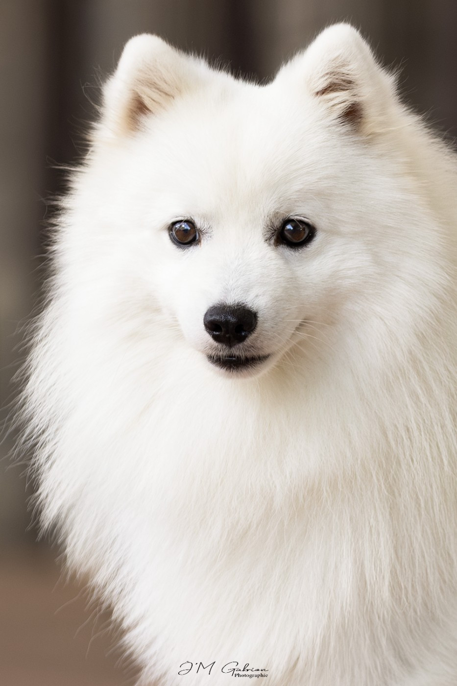 Vascendo stella morningstar Of Fantasia Lover Land