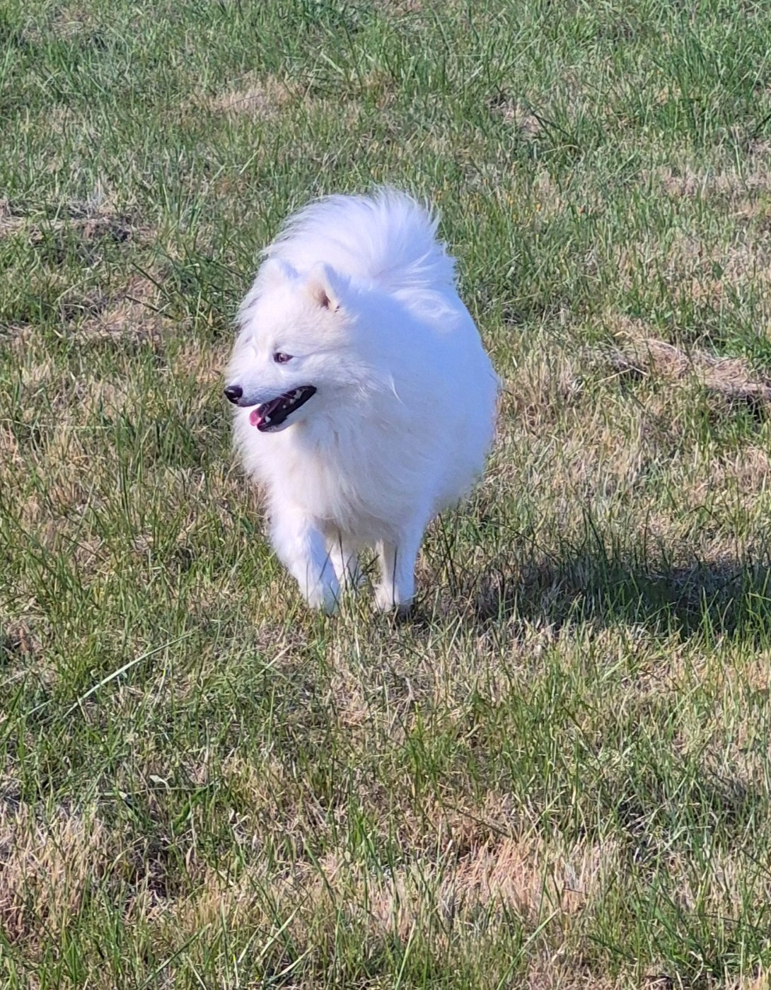 Vainqueur izamami dit badoum Of Fantasia Lover Land