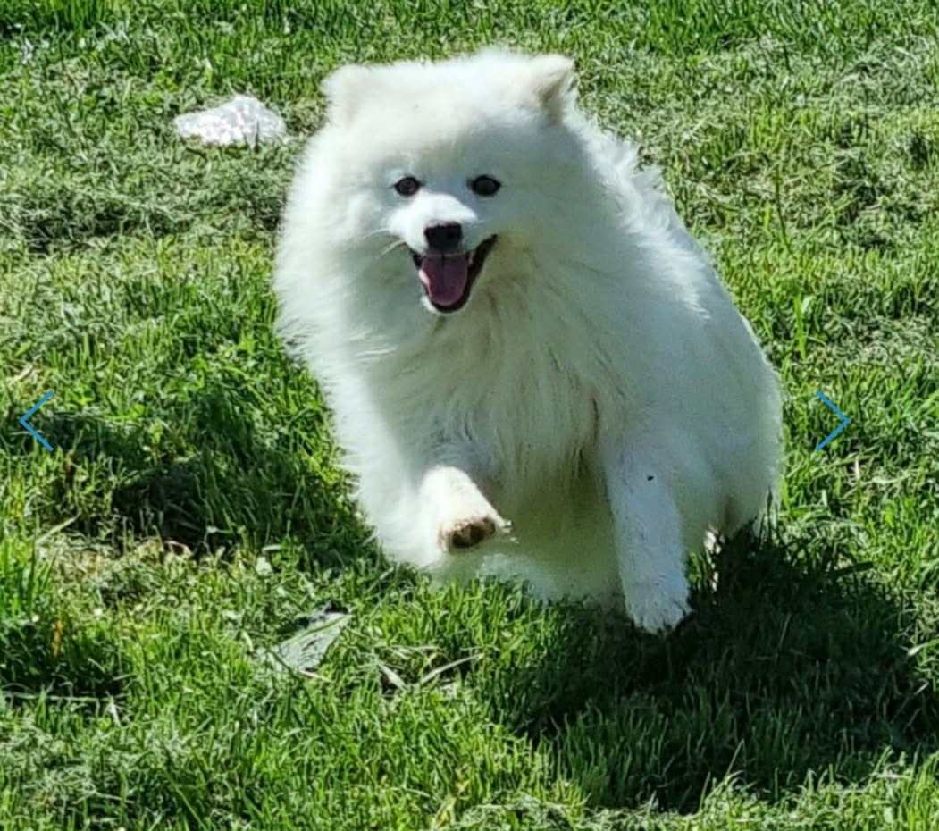 Vvanpaku albedo Kami No Ookami