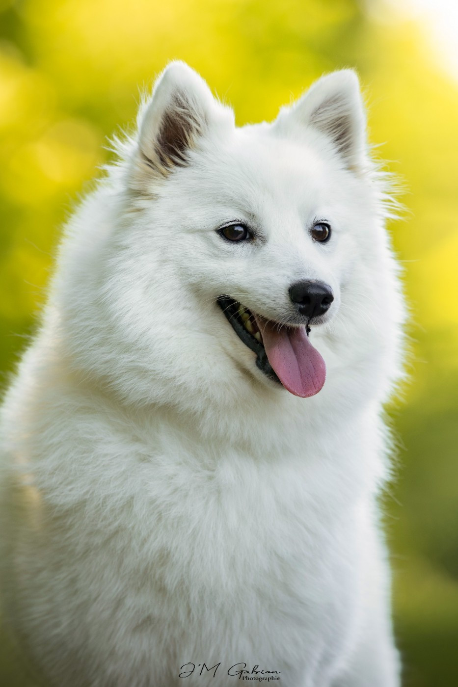 Viserion katara Of Fantasia Lover Land