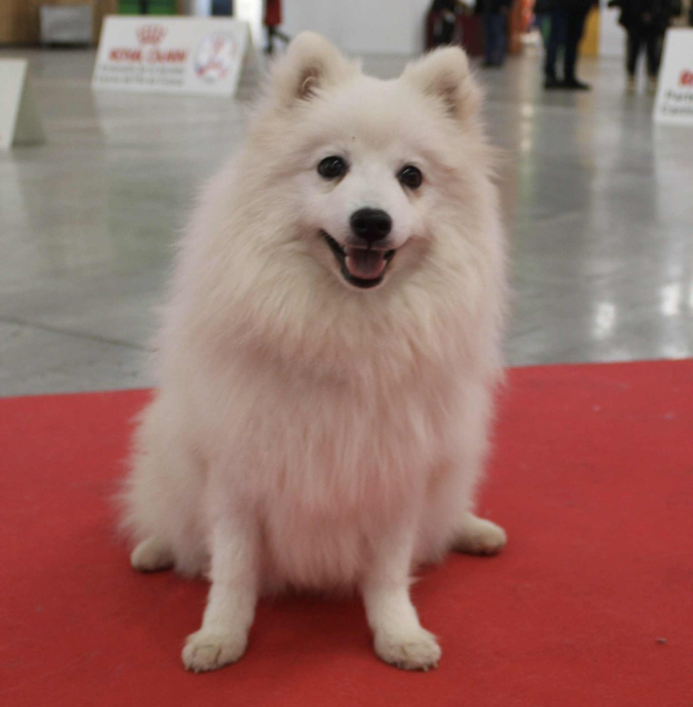 ASTRAL ACHIKA  Of Fantasia Lover Land