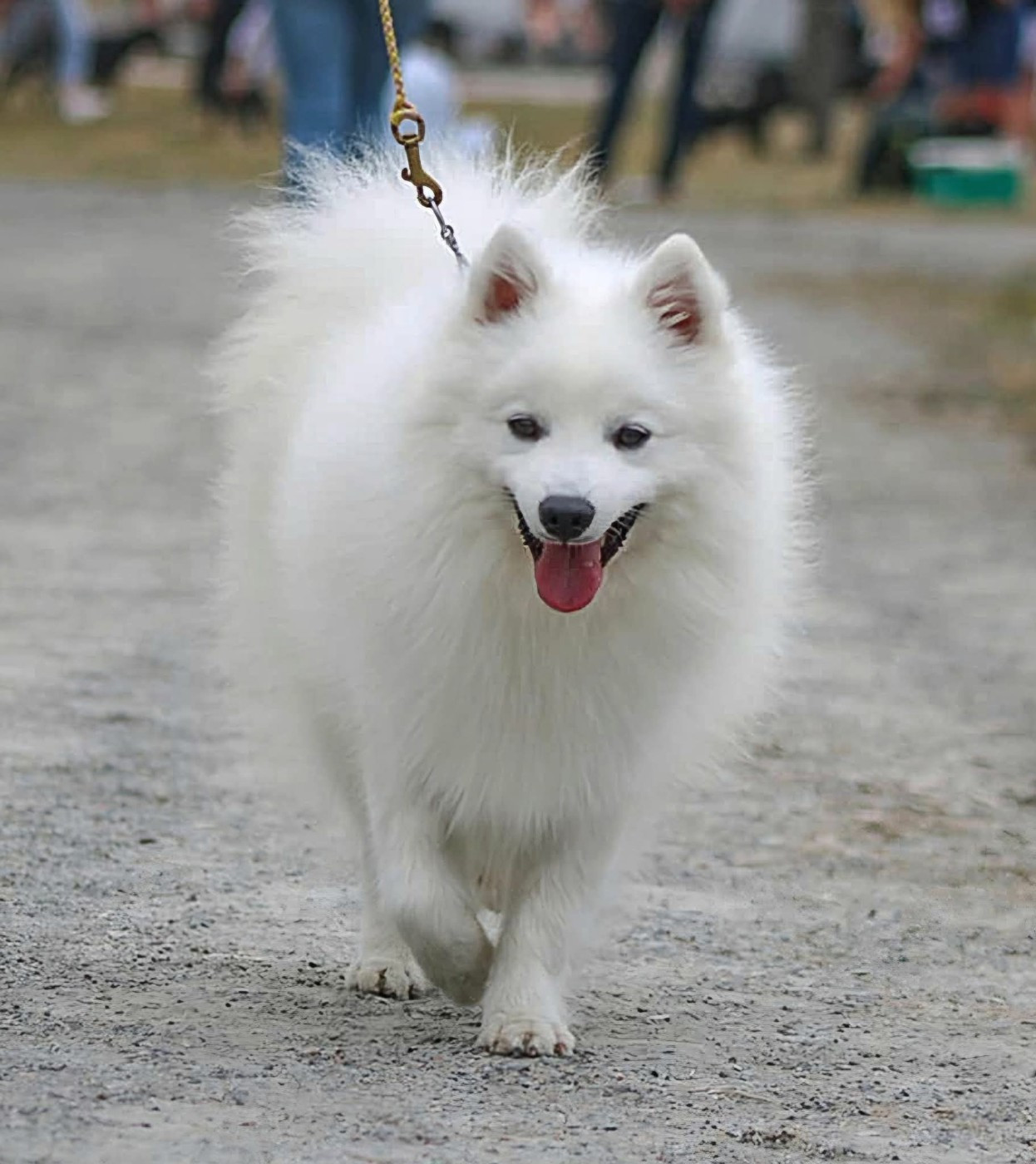 CH. VISERION VALERIOUS SUZAKU  Of Fantasia Lover Land