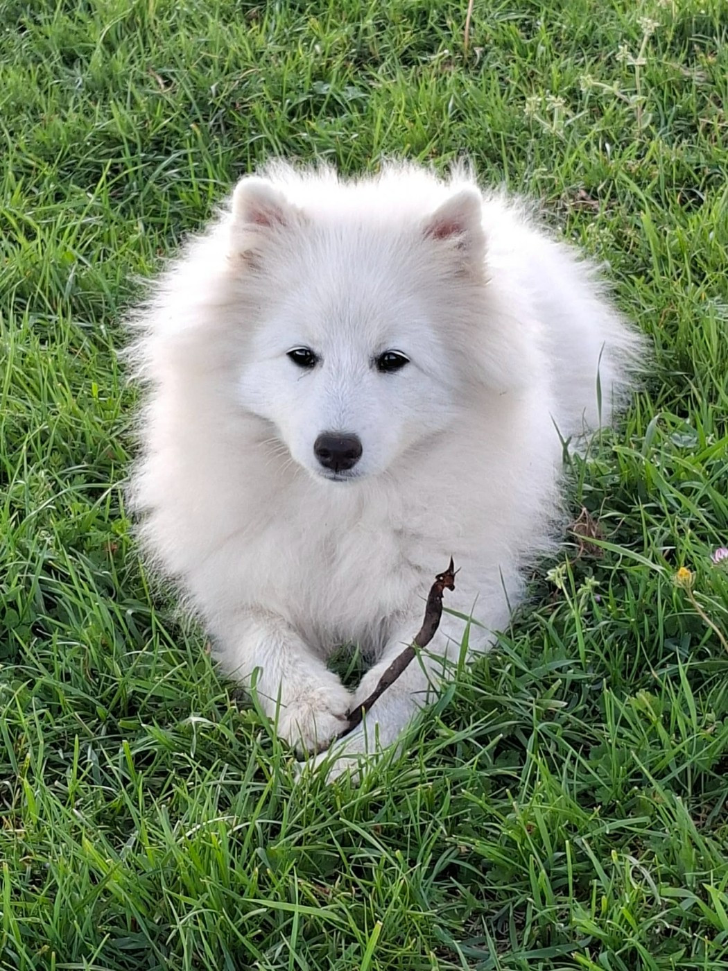 AMEENA STAR JACOB BLACK  Of Fantasia Lover Land