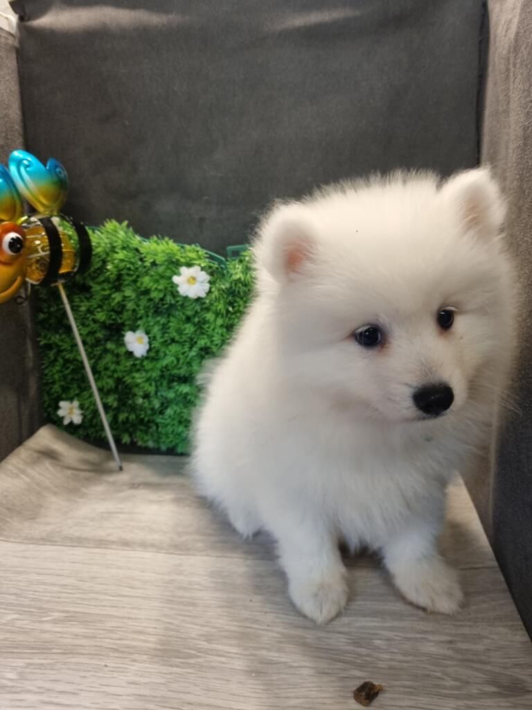 Of Fantasia Lover Land - Chiots disponibles - Spitz japonais