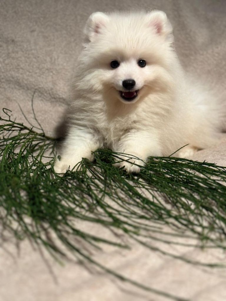 Of Fantasia Lover Land - Chiots disponibles - Spitz japonais