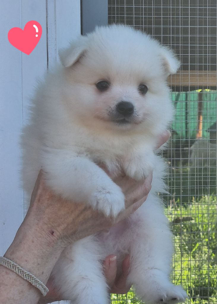 Of Fantasia Lover Land - Chiots disponibles - Spitz japonais