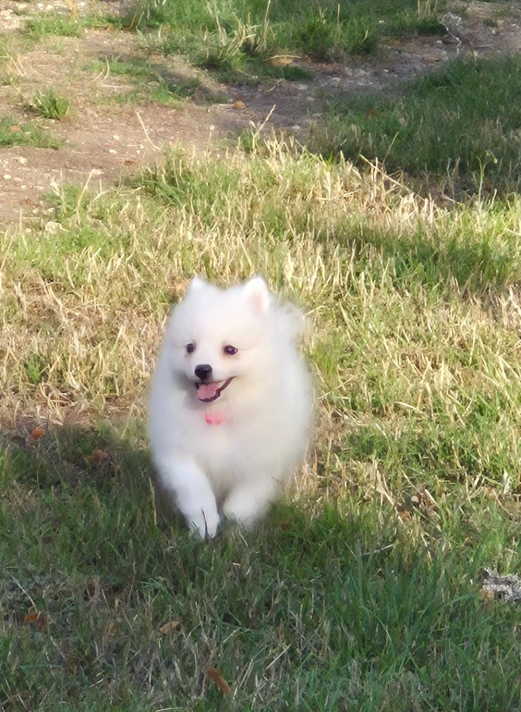 Of Fantasia Lover Land - Chiots disponibles - Spitz japonais