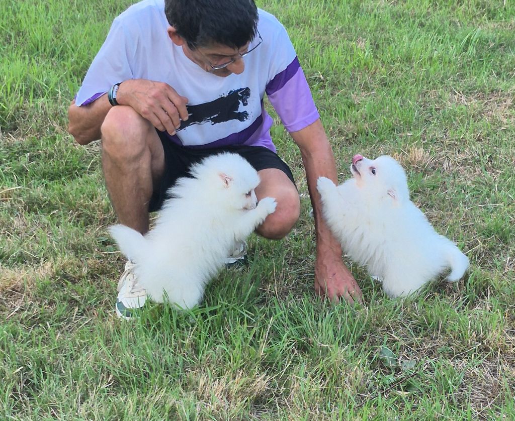 Chiot Spitz japonais Of Fantasia Lover Land