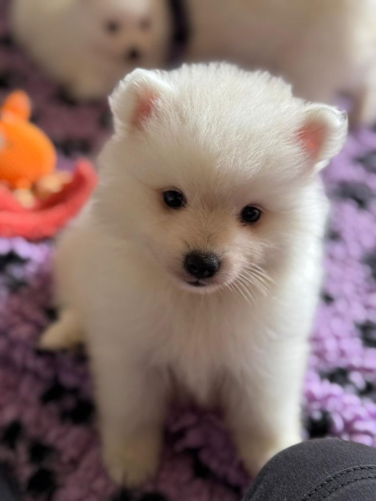 Of Fantasia Lover Land - Chiots disponibles - Spitz japonais