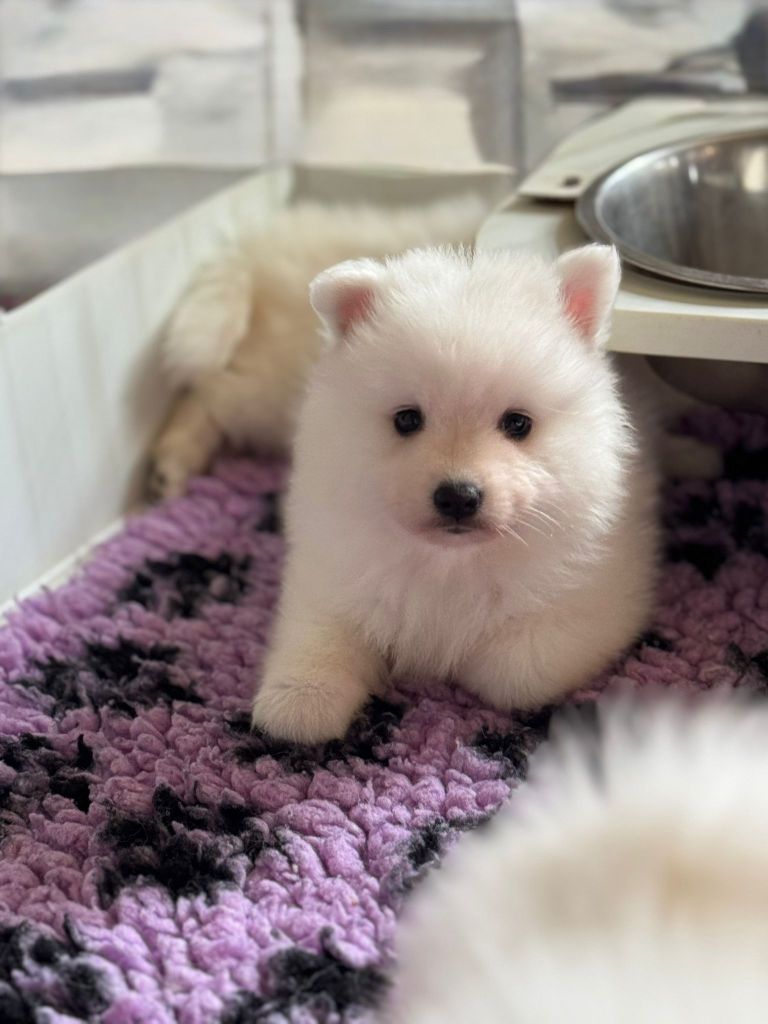 Of Fantasia Lover Land - Chiots disponibles - Spitz japonais