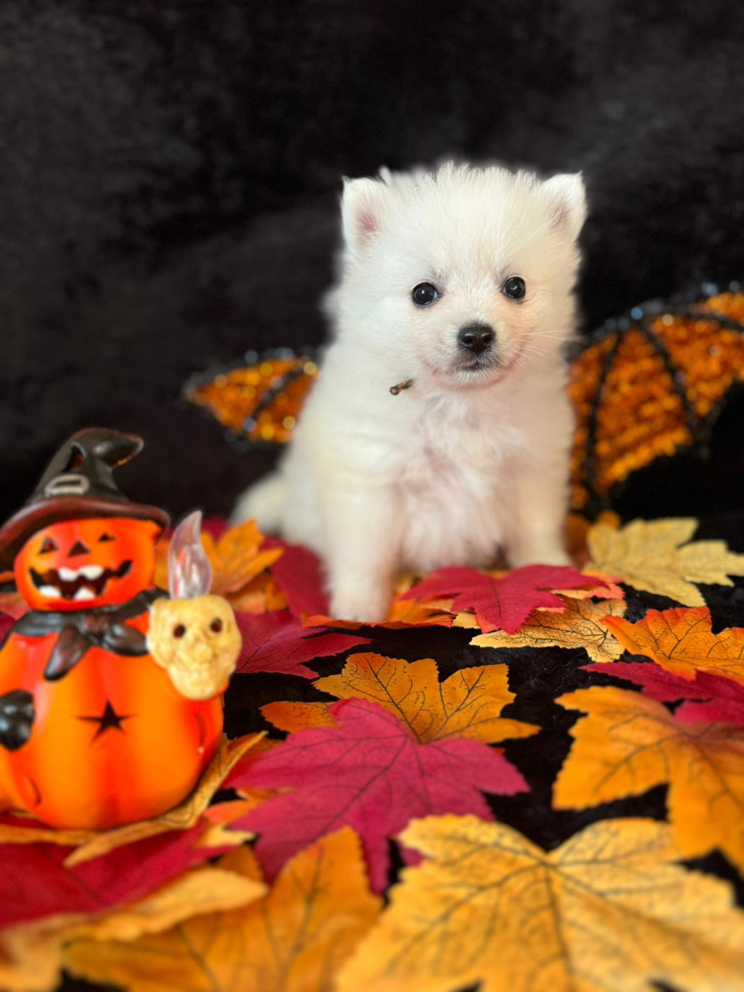 Of Fantasia Lover Land - Chiots disponibles - Spitz japonais