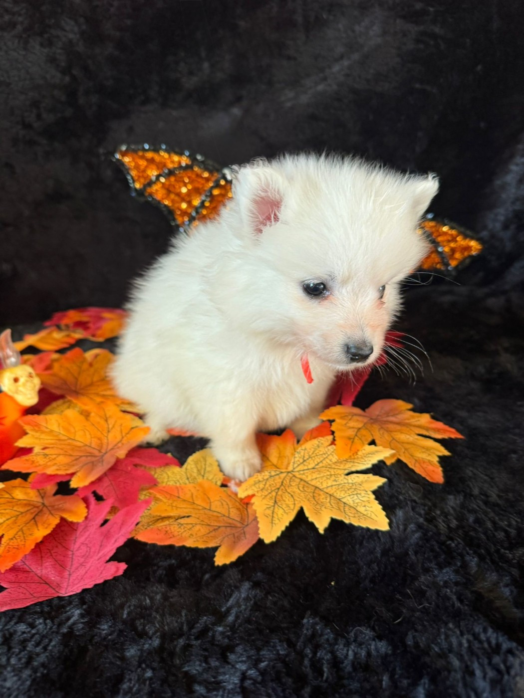 Of Fantasia Lover Land - Chiots disponibles - Spitz japonais