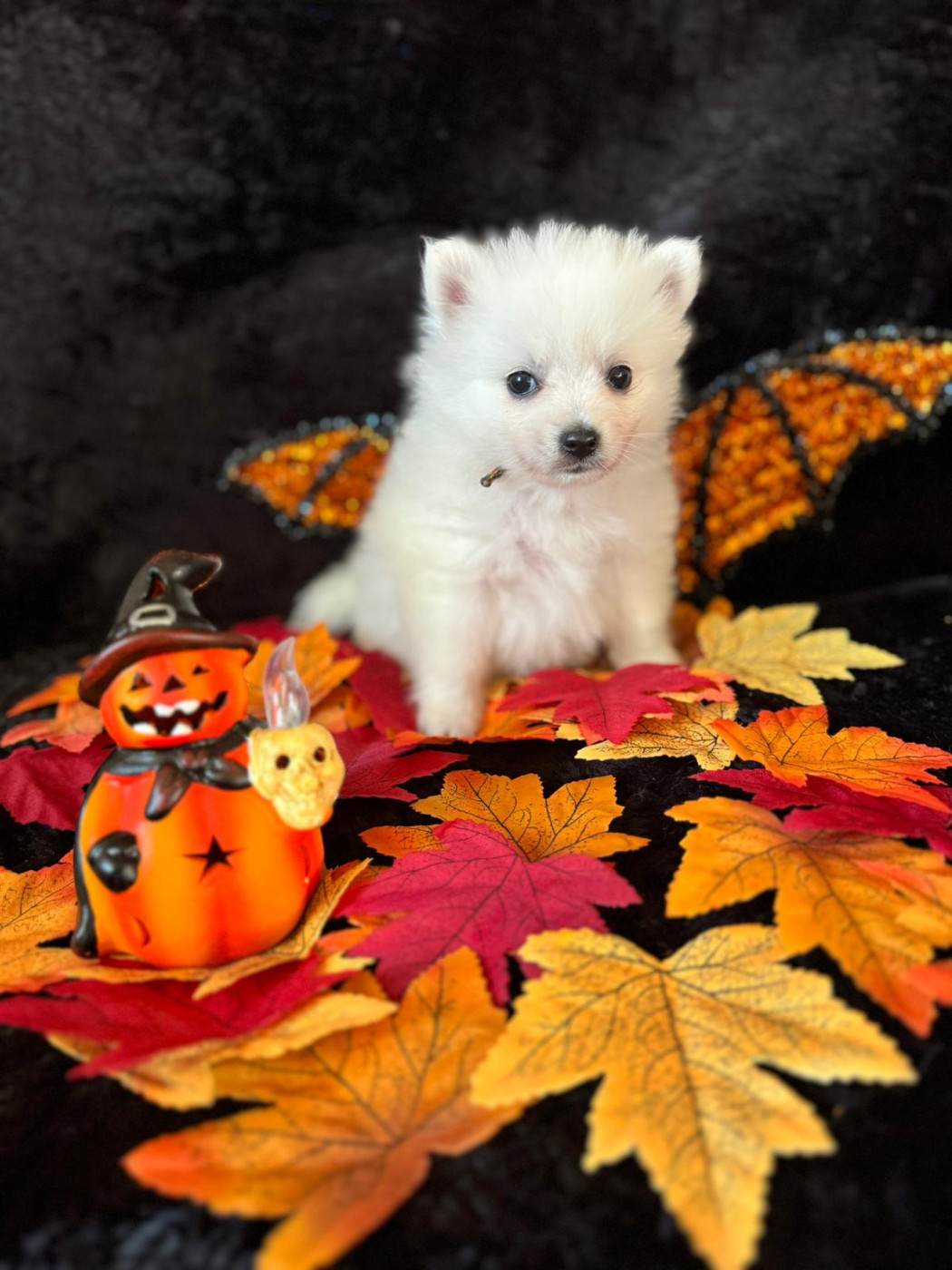 Of Fantasia Lover Land - Spitz japonais - Portée née le 09/09/2025