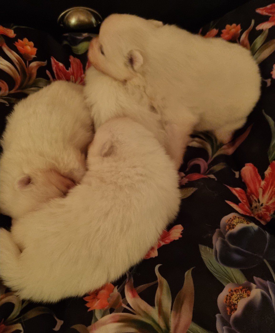 Of Fantasia Lover Land - Chiots disponibles - Spitz japonais
