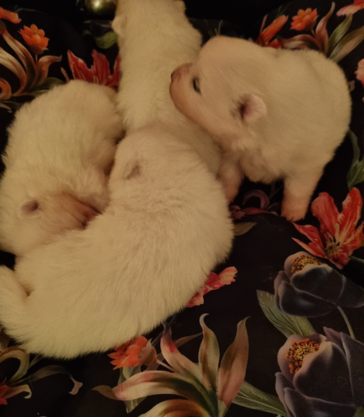 Of Fantasia Lover Land - Spitz japonais - Portée née le 21/10/2025