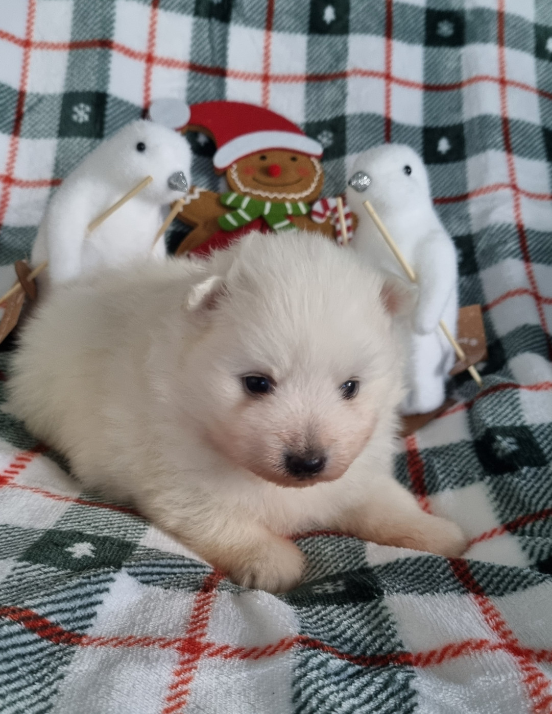 Of Fantasia Lover Land - Chiots disponibles - Spitz japonais