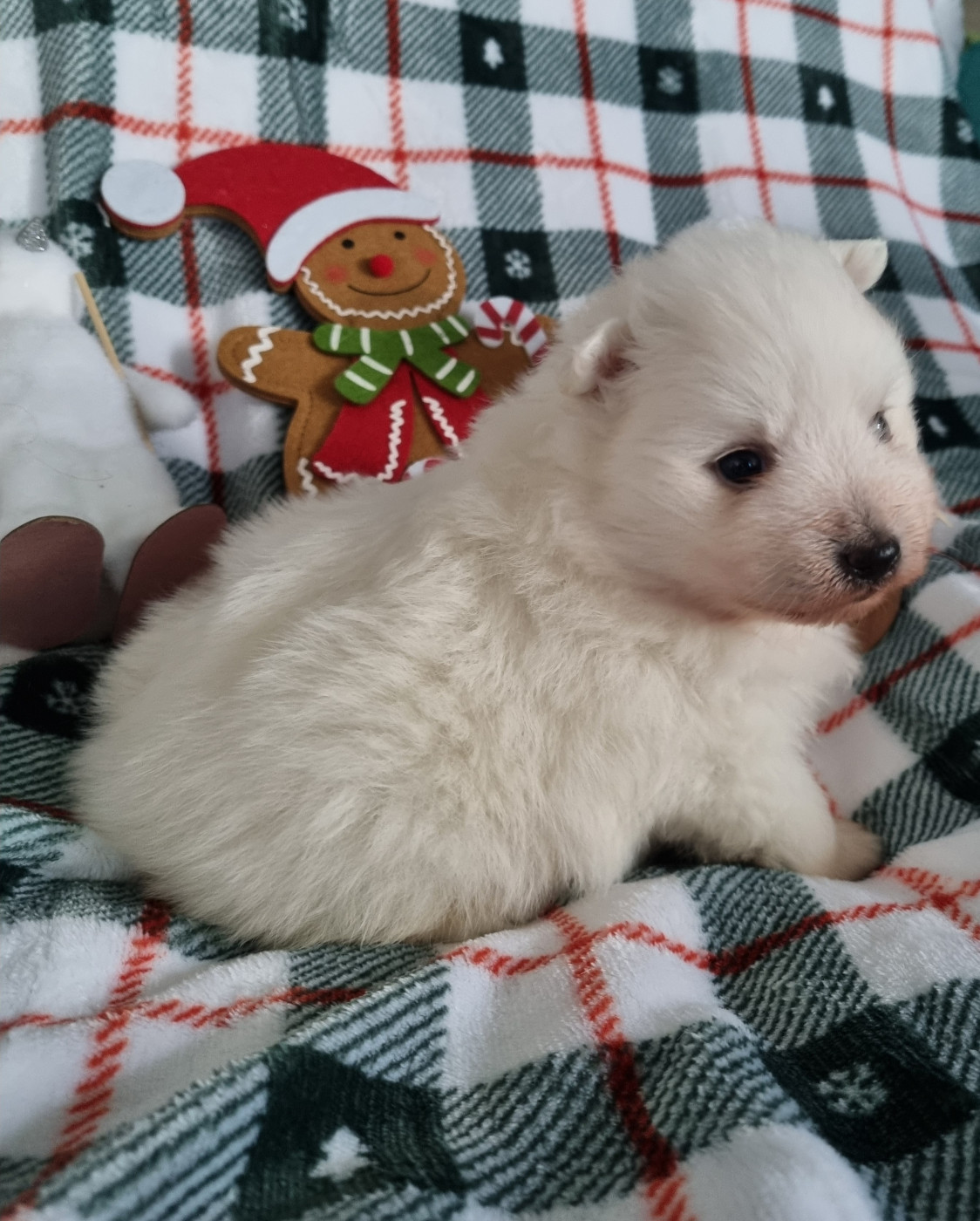 Of Fantasia Lover Land - Chiots disponibles - Spitz japonais