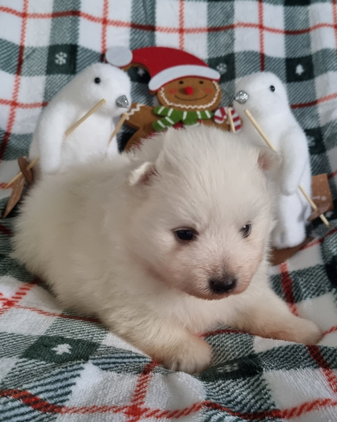 Chiot Spitz japonais Of Fantasia Lover Land