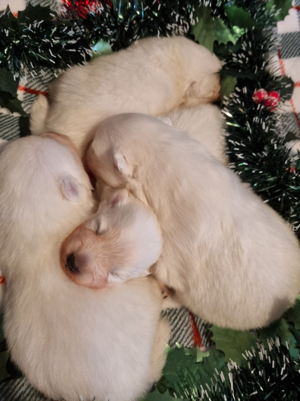 Of Fantasia Lover Land - Chiots disponibles - Spitz japonais