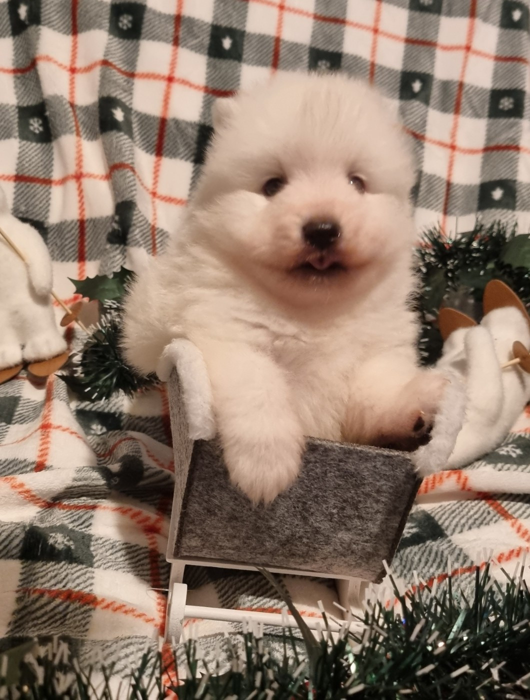 Of Fantasia Lover Land - Chiots disponibles - Spitz japonais