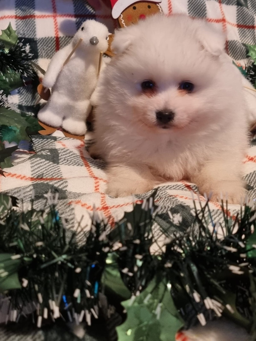 Of Fantasia Lover Land - Chiots disponibles - Spitz japonais