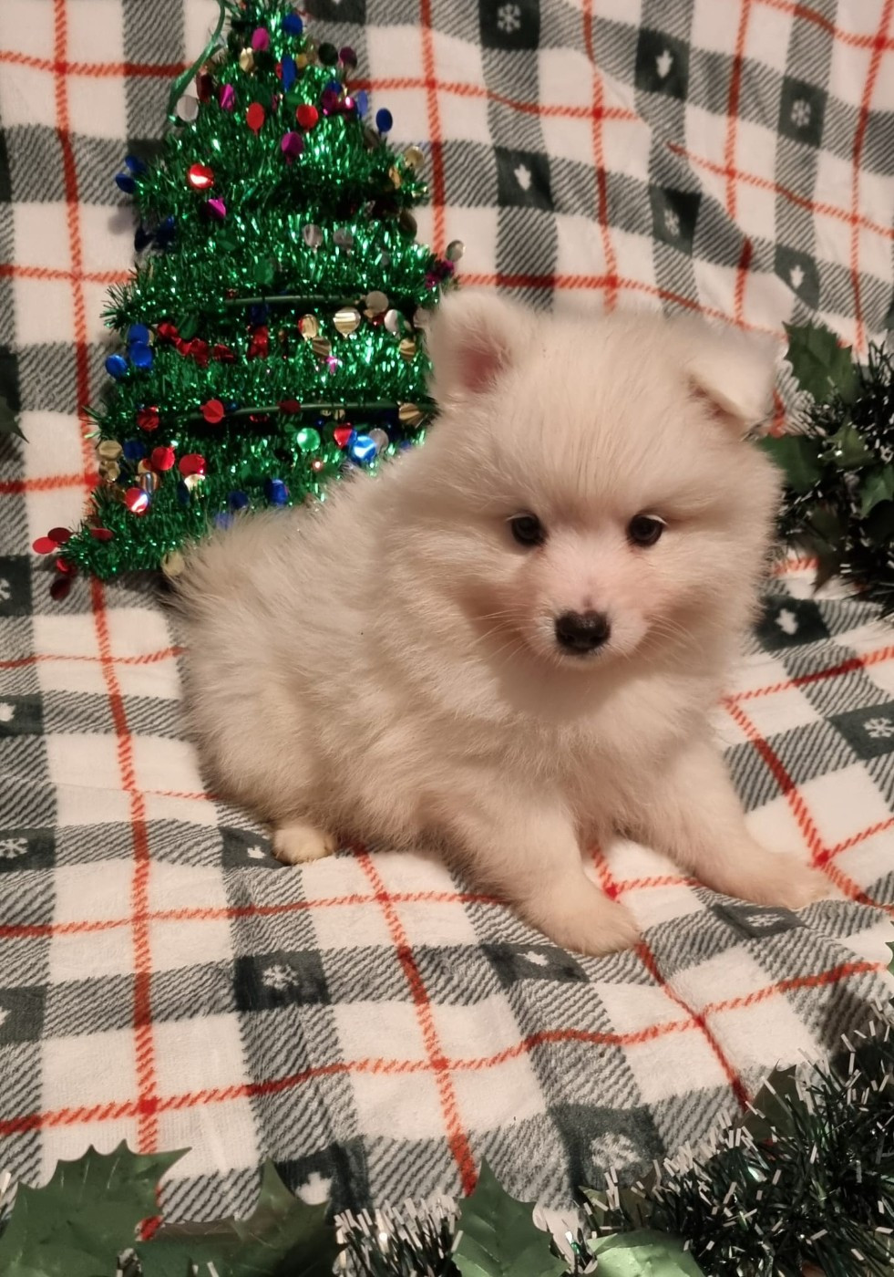 Of Fantasia Lover Land - Chiots disponibles - Spitz japonais