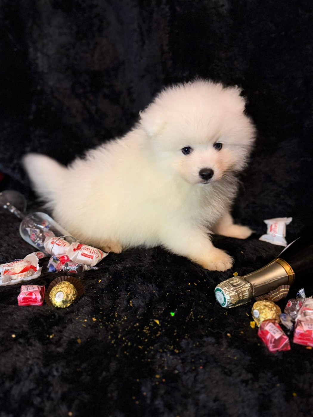 Of Fantasia Lover Land - Chiots disponibles - Spitz japonais