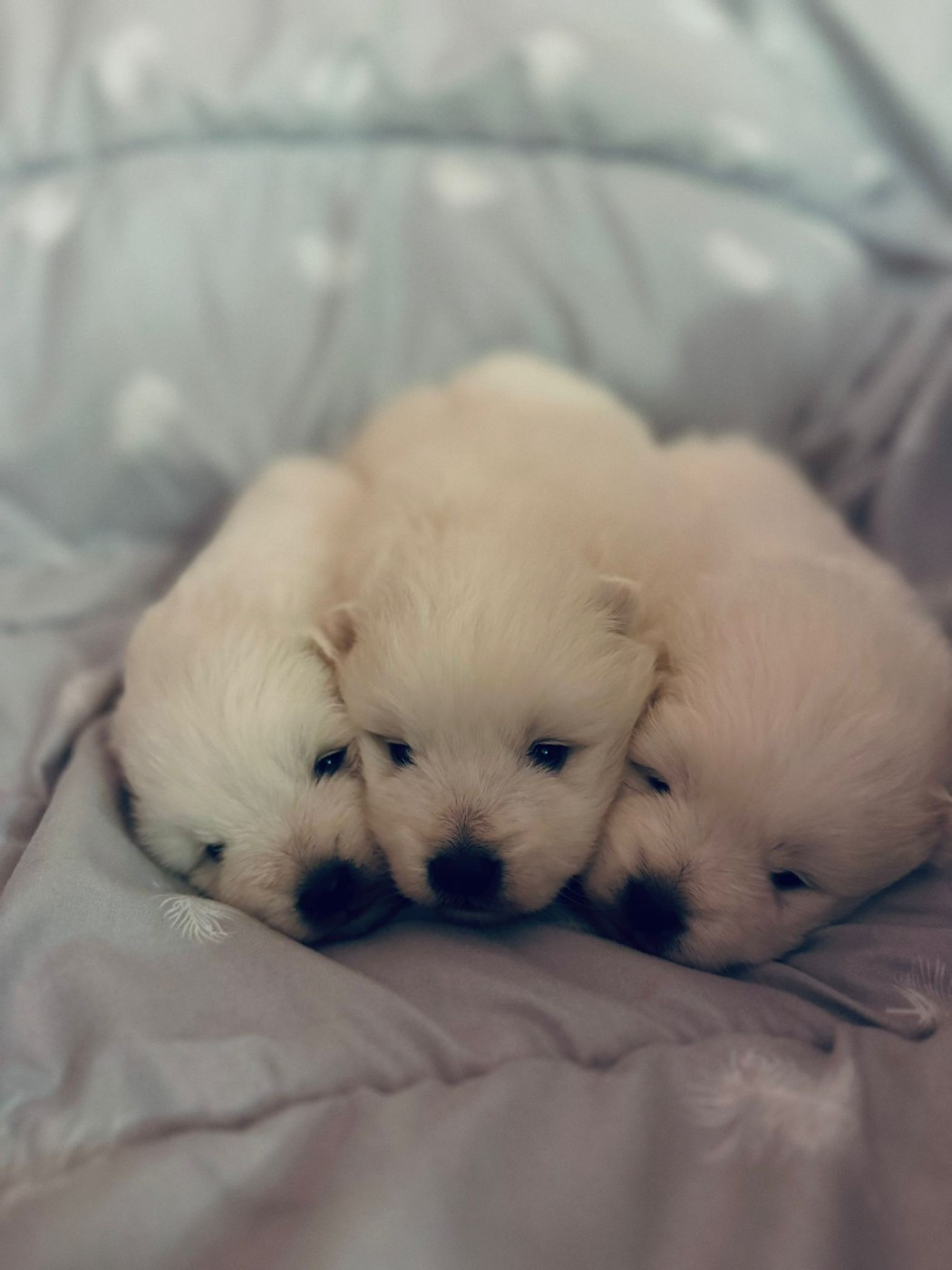 Of Fantasia Lover Land - Chiots disponibles - Spitz japonais