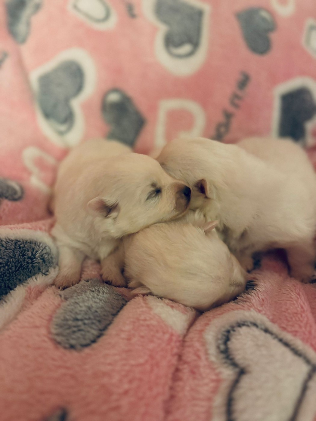 Of Fantasia Lover Land - Chiots disponibles - Spitz japonais