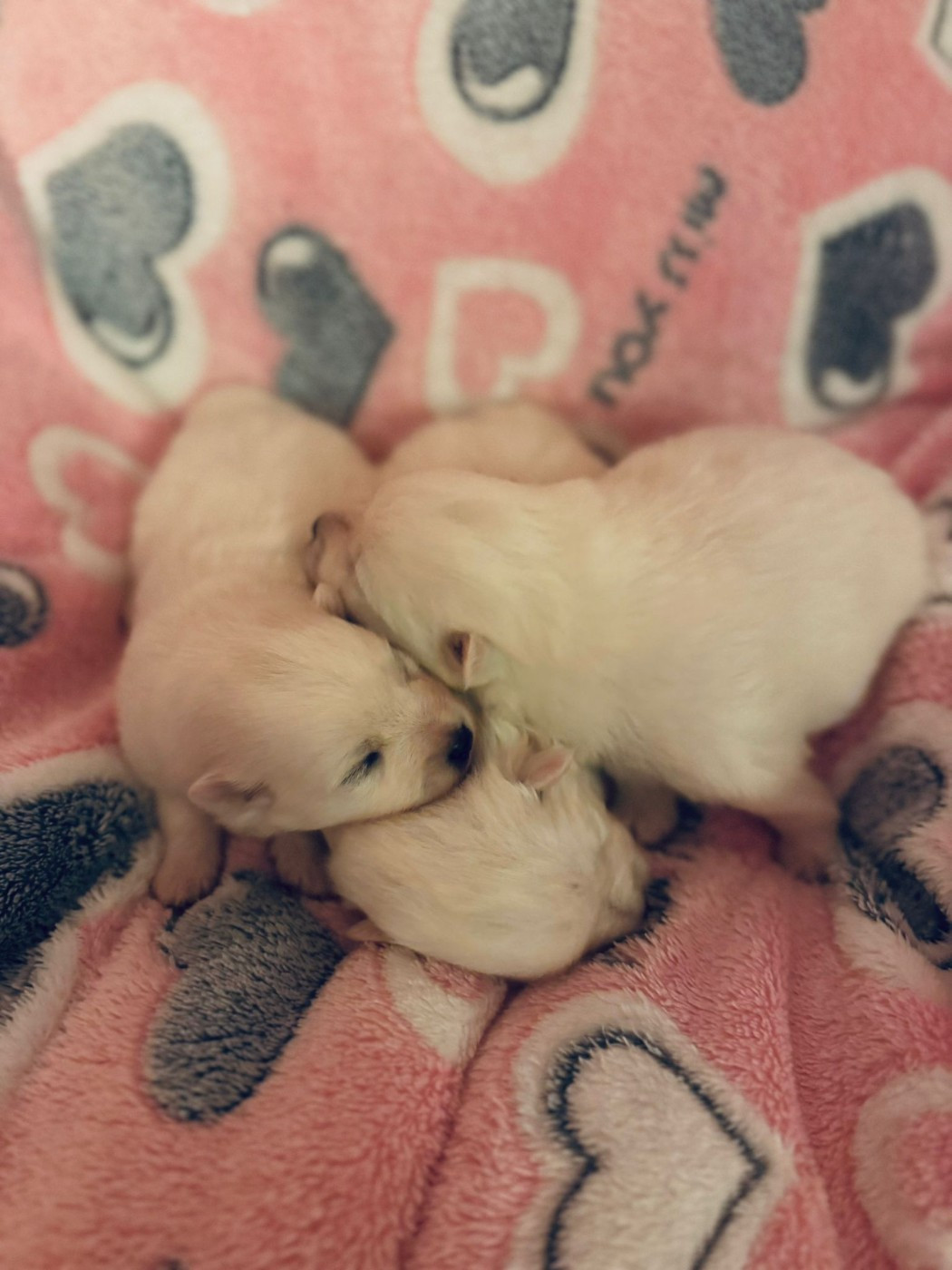 Of Fantasia Lover Land - Chiots disponibles - Spitz japonais