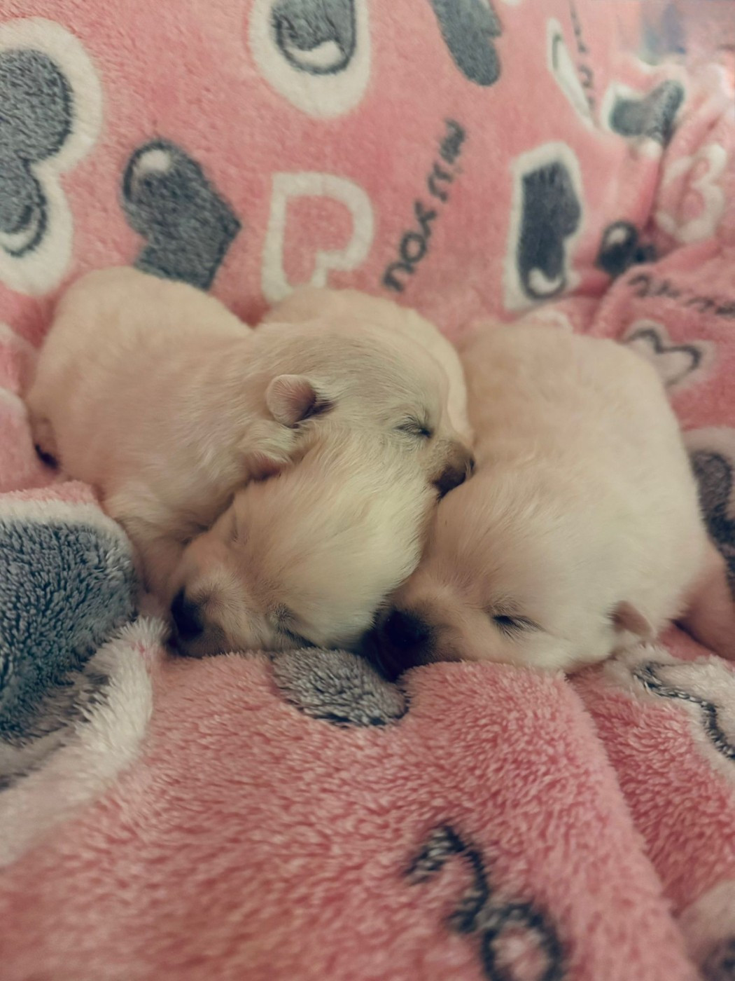 Of Fantasia Lover Land - Chiots disponibles - Spitz japonais