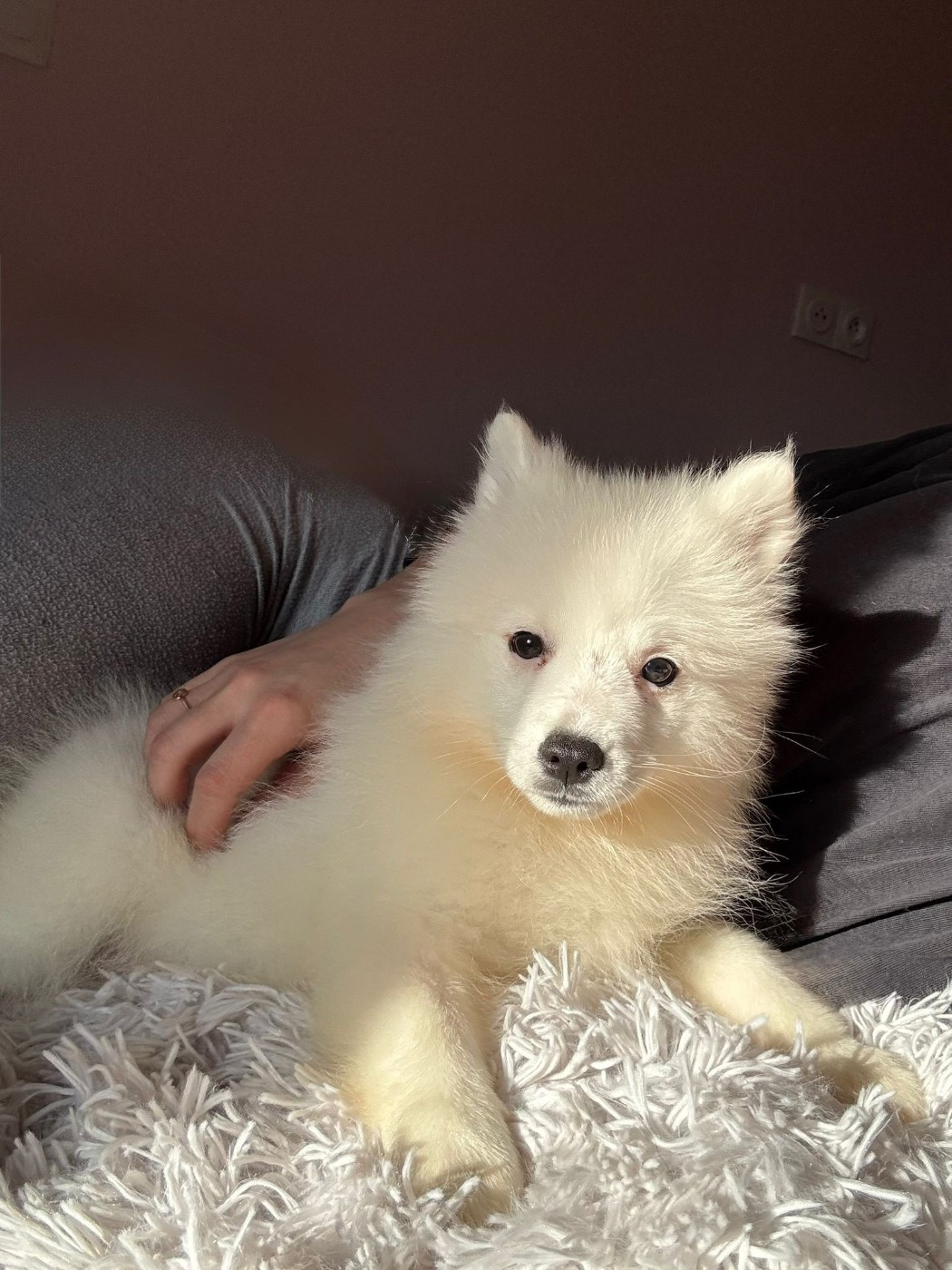 Of Fantasia Lover Land - Chiots disponibles - Spitz japonais