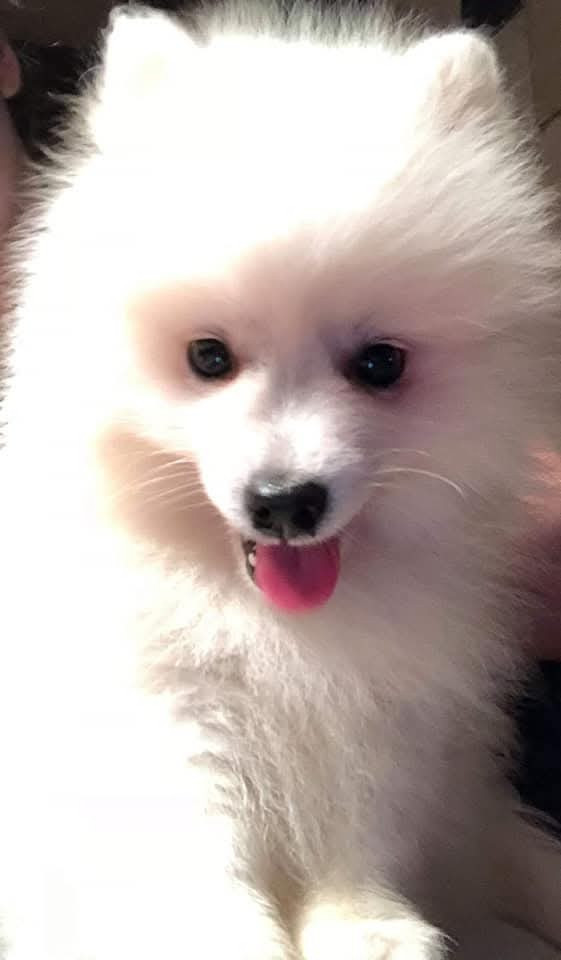 Of Fantasia Lover Land - Chiots disponibles - Spitz japonais