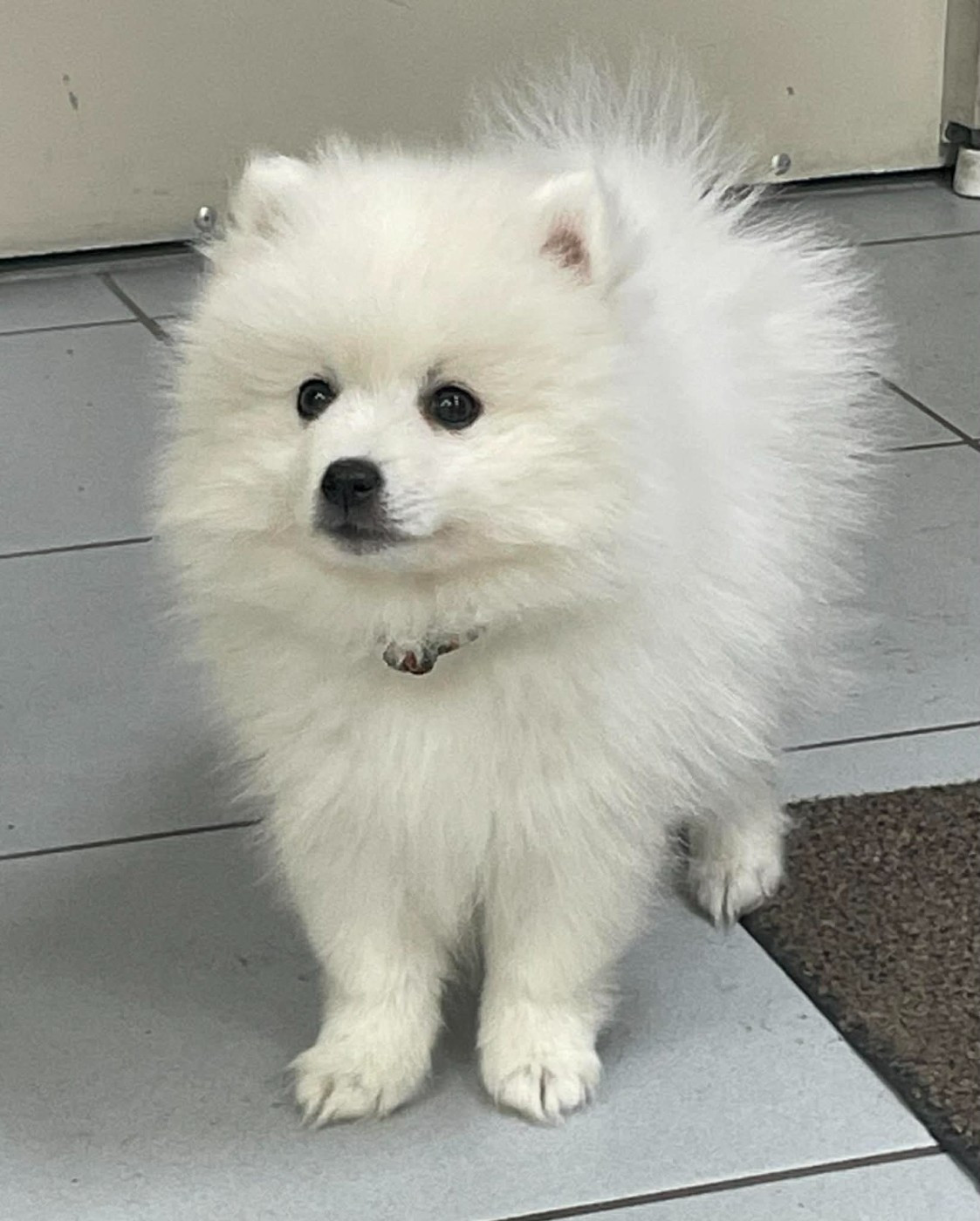 Of Fantasia Lover Land - Chiots disponibles - Spitz japonais