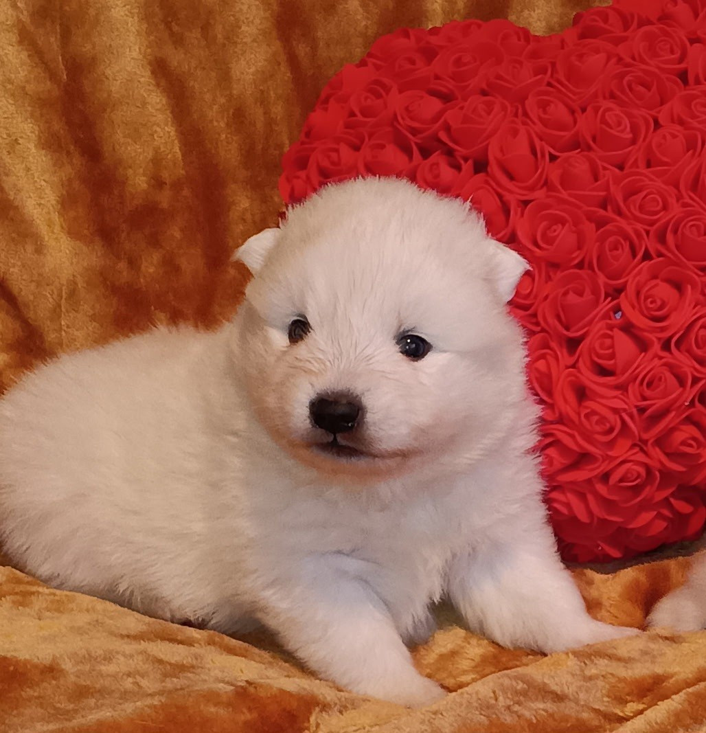 Of Fantasia Lover Land - Spitz japonais - Portée née le 18/01/2026